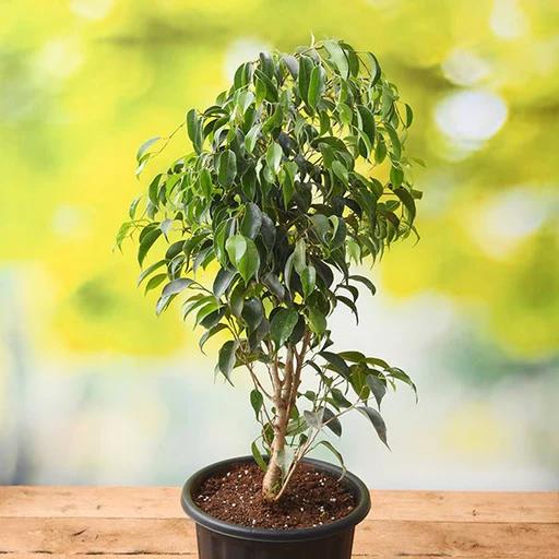 Ficus