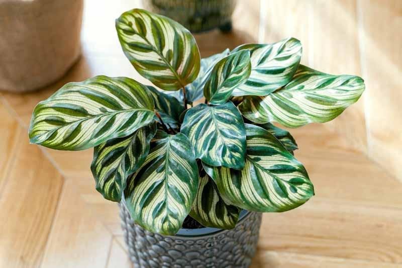 Calathea