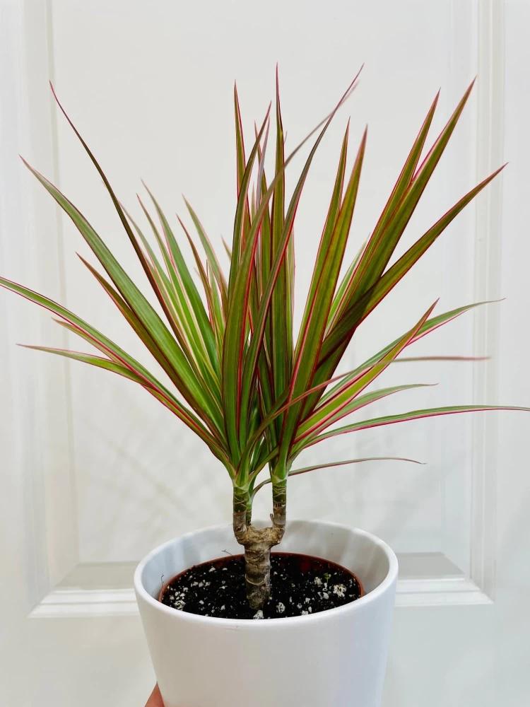 Dracaena