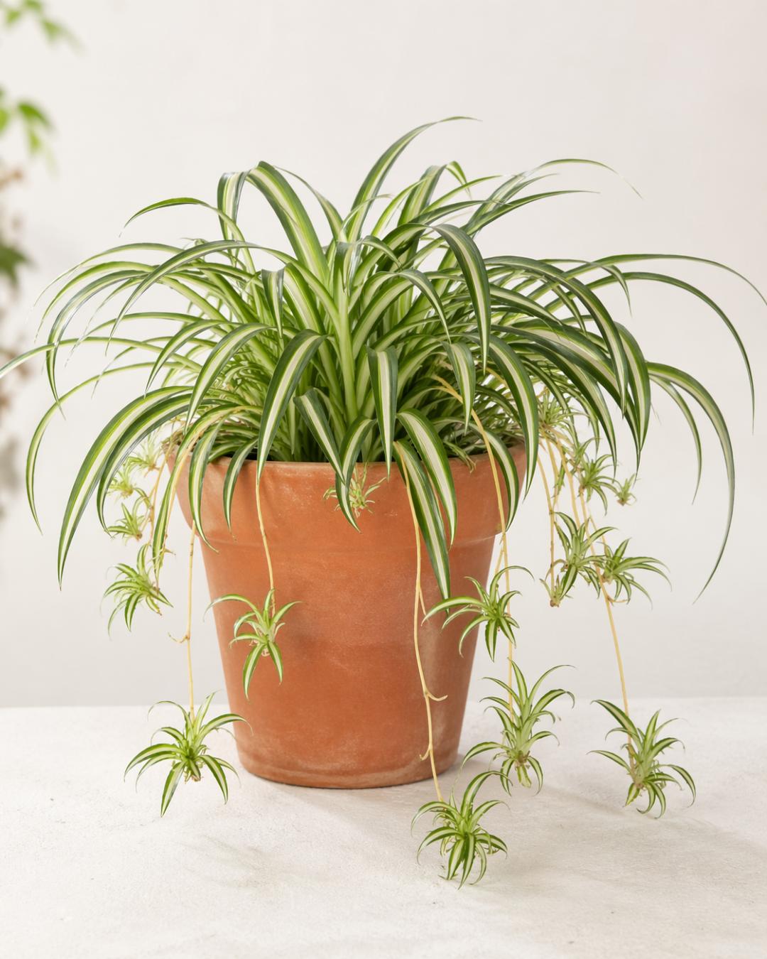 Planta araña 